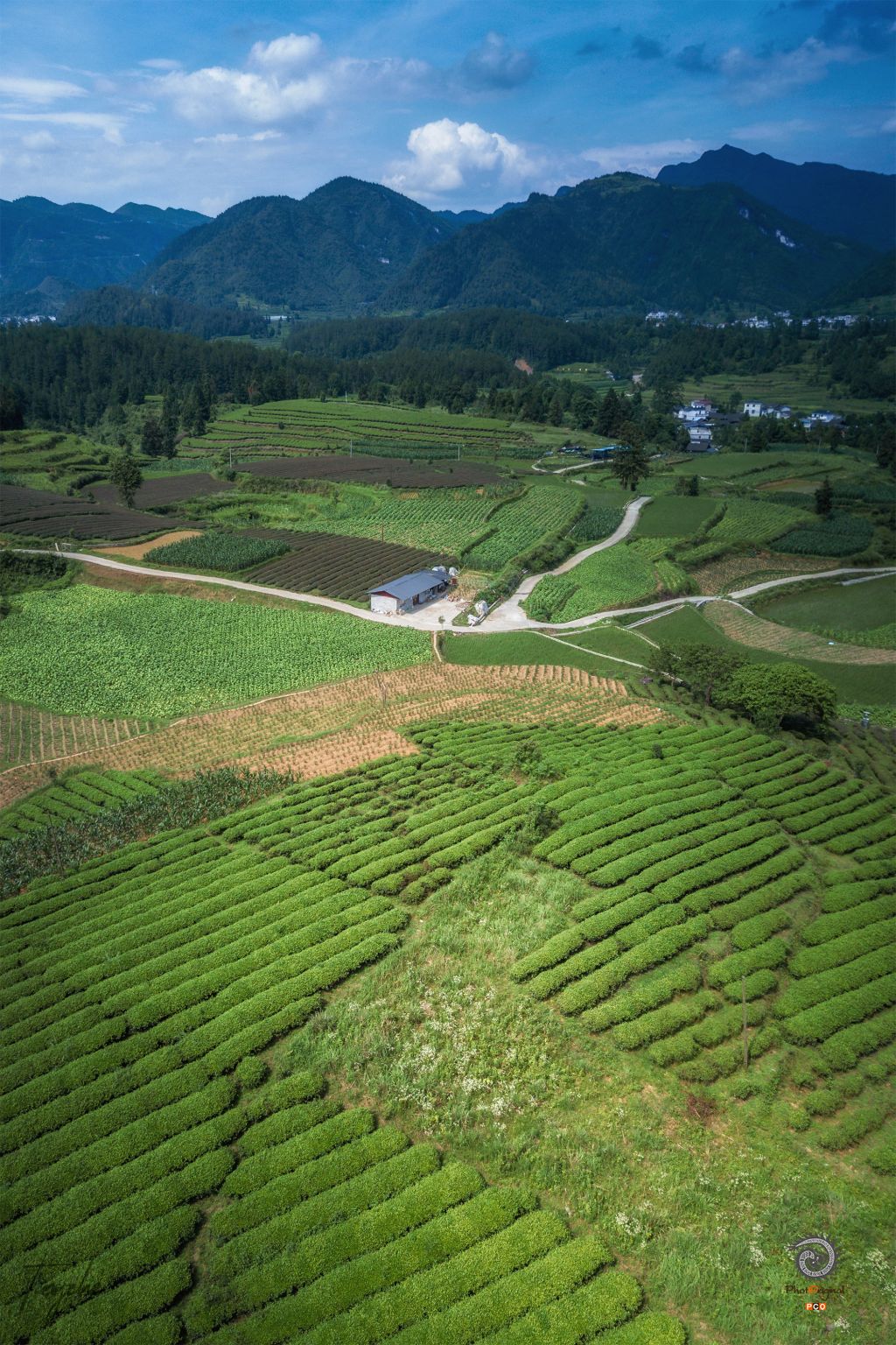 高山茶