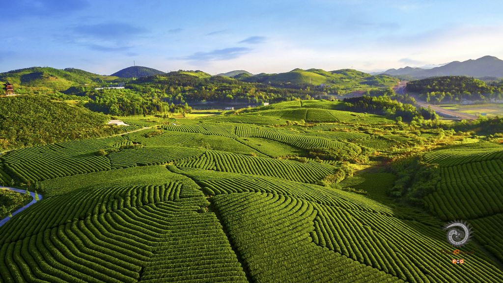 《绿色茶海》