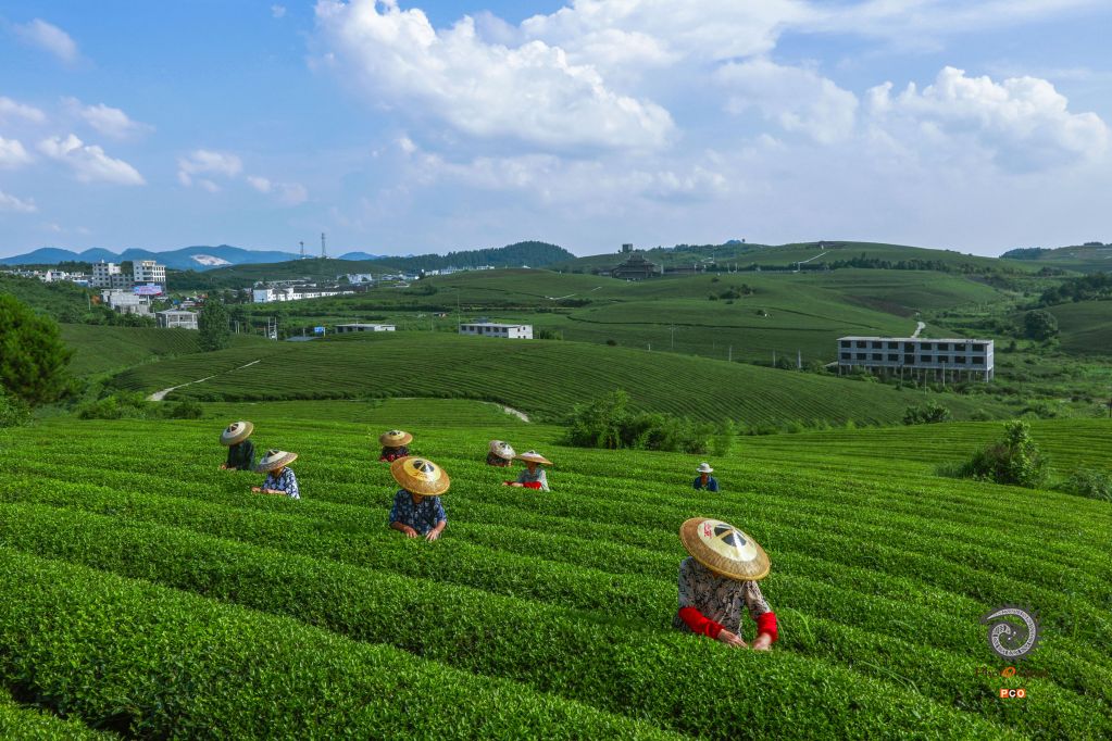苗王茶海人采茶