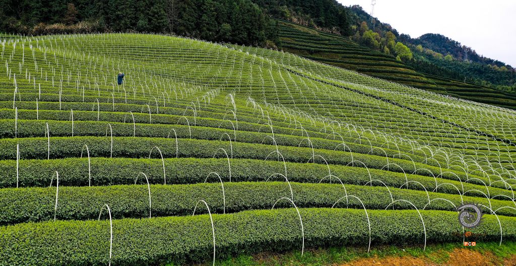美丽生态茶园梦