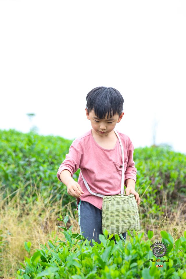 凤岗·茶海之心