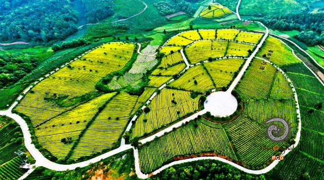 金色茶园