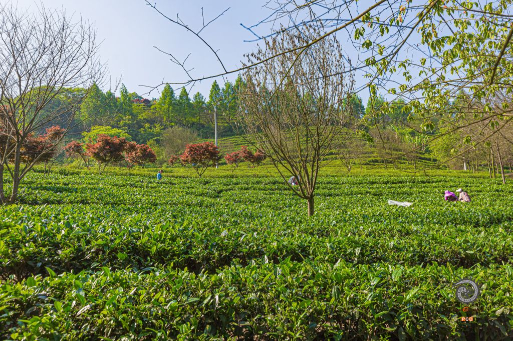 茶城新貌