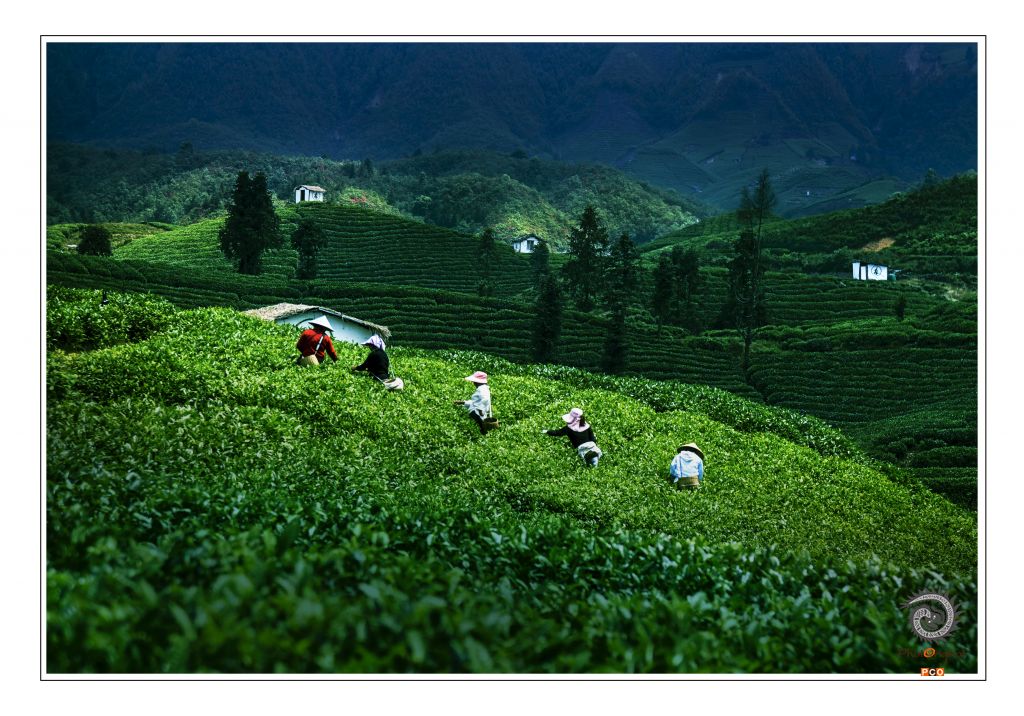 采茶（青少年组）