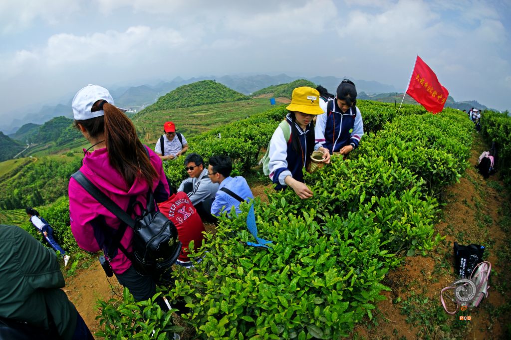 体验茶文化