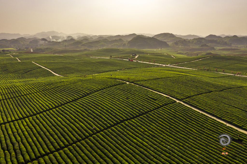 十二茅坡茶场全景