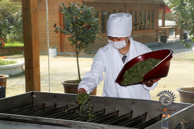 制茶