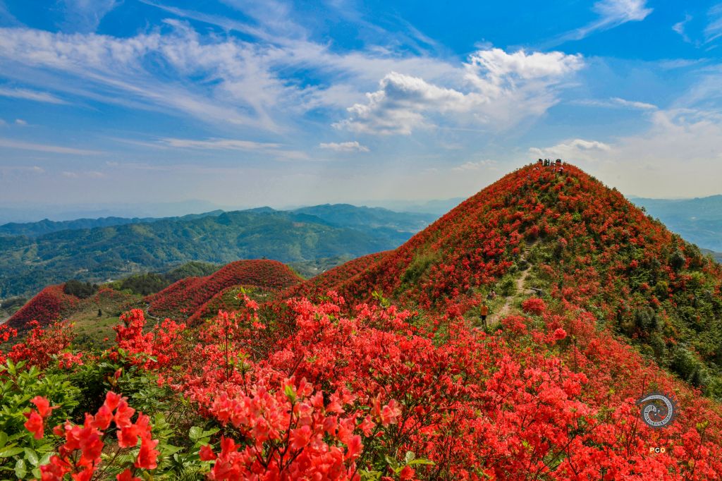 大高山万亩映山红