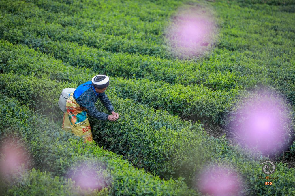 贵定春茶采摘忙