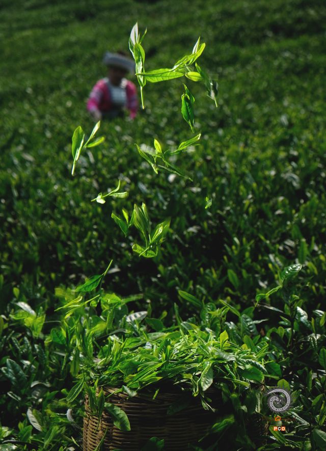 云雾山贡茶飘香