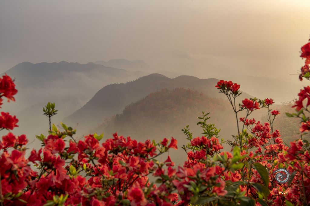 大高山万亩映山红