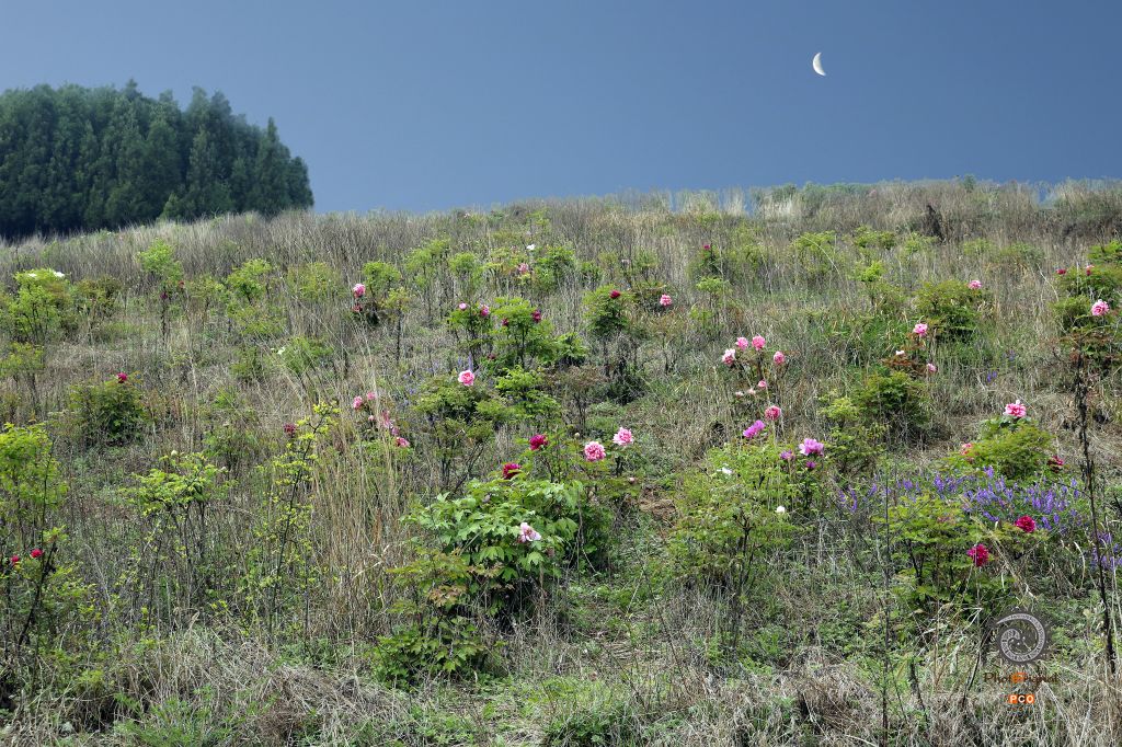 四月山坡