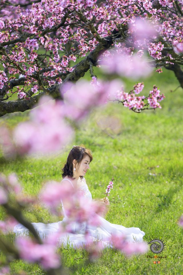 桃花依旧笑春风