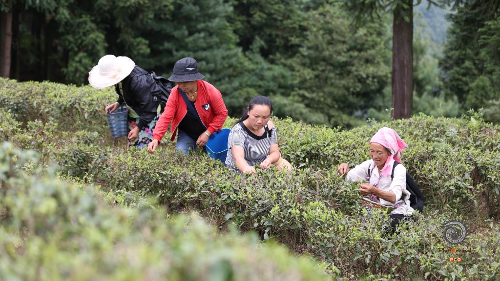 秋茶采摘正当时