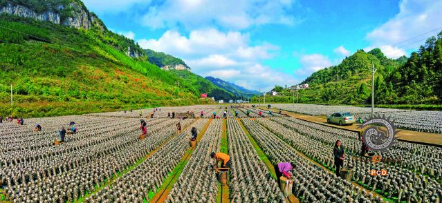 贵州省铜仁市万山区敖寨乡中华村食用菌基地
