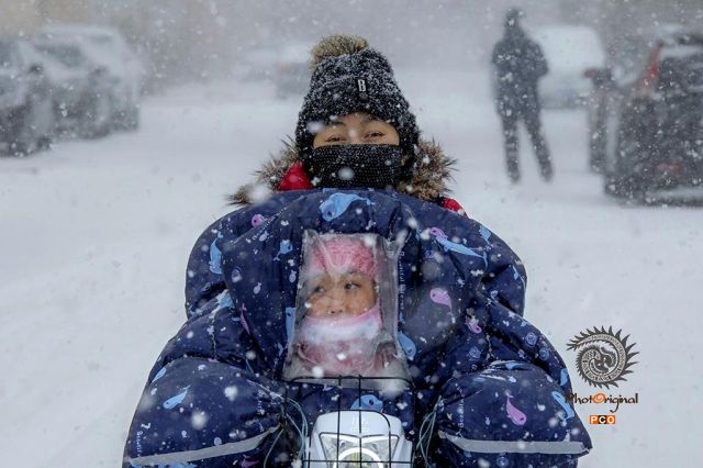 雪绒花