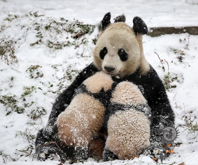 舔犊情深