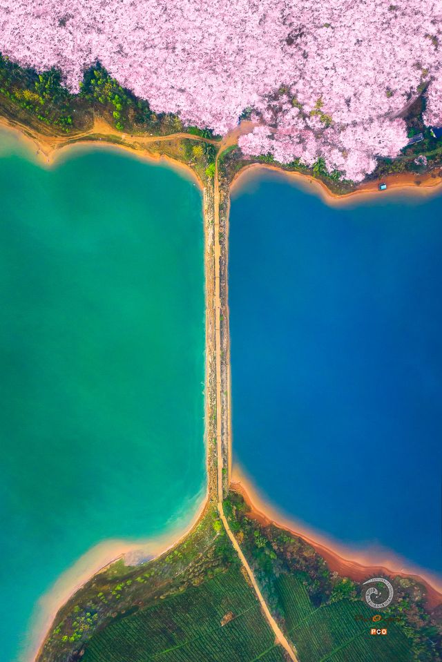 贵阳贵安万亩樱花园