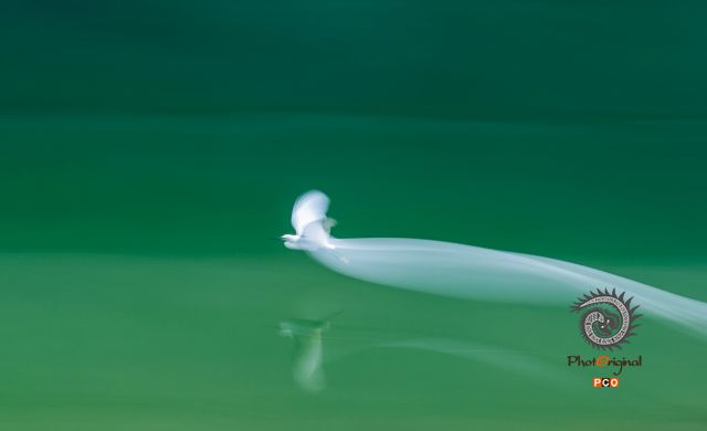 《白鹭》