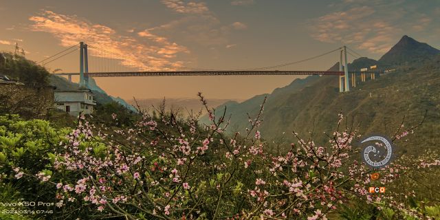 桥 见桃花盛开时