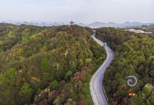 百里杜鹃花海游