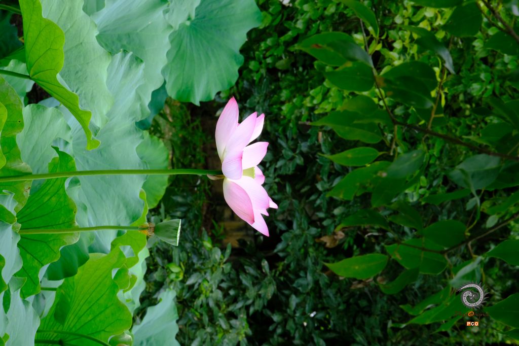 夏荷