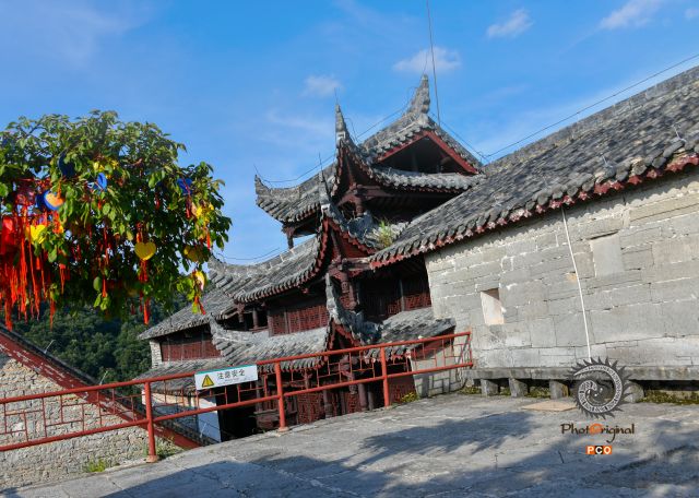 天台山古柏祈愿