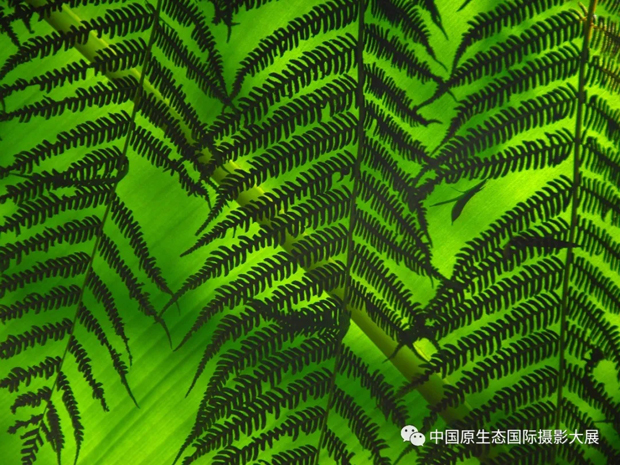 我在贵州一夜穿越侏罗纪世界