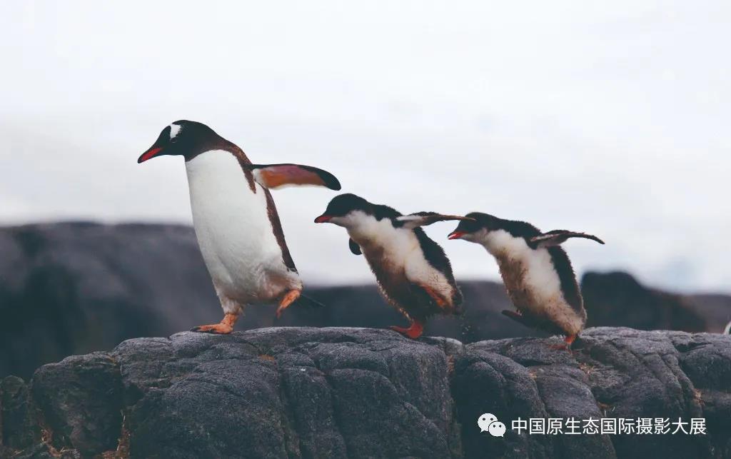 一场“小家伙们”的舞会