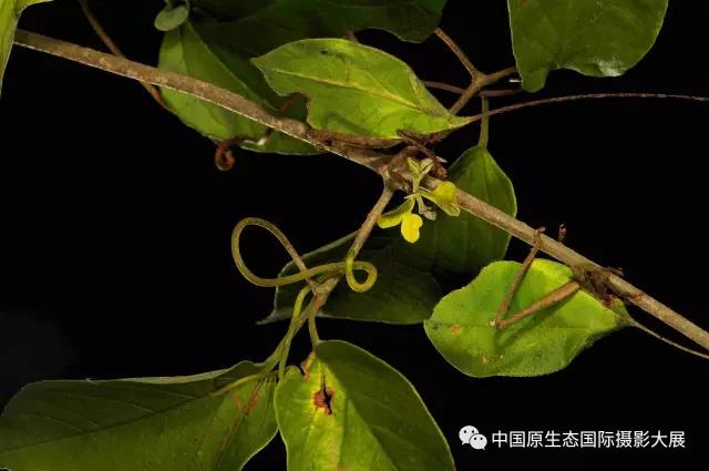 那年春天，谁没有被昆虫“支配”过的童年？