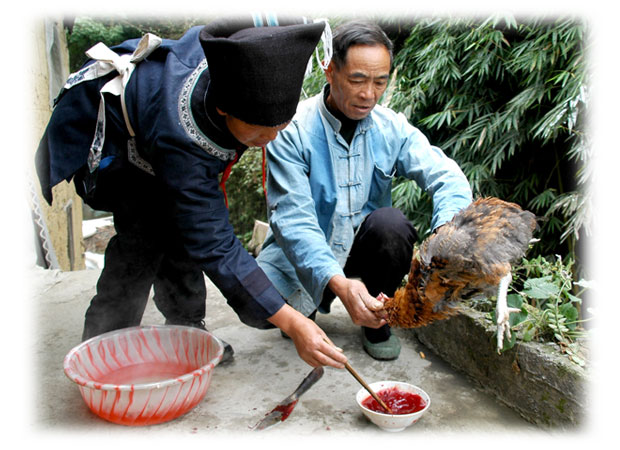 布依“鸡八块”