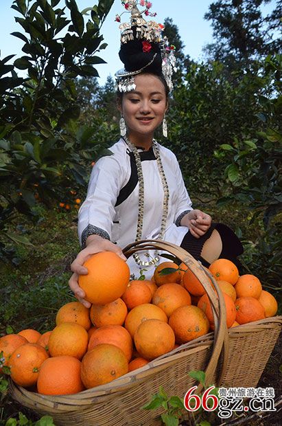 榕江脐橙，来自大山里的好果子！