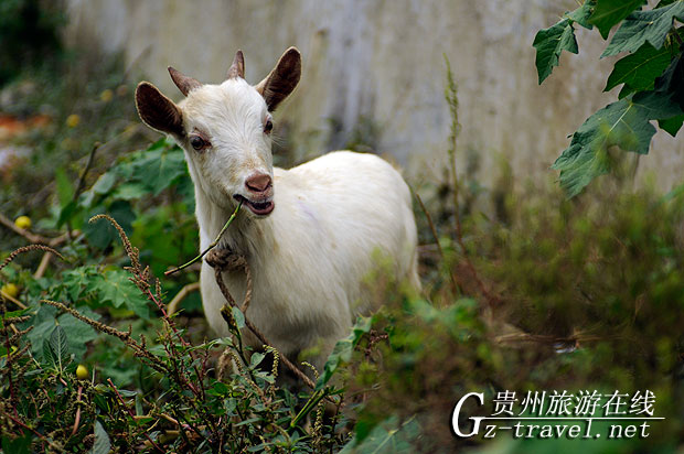 塔石香羊