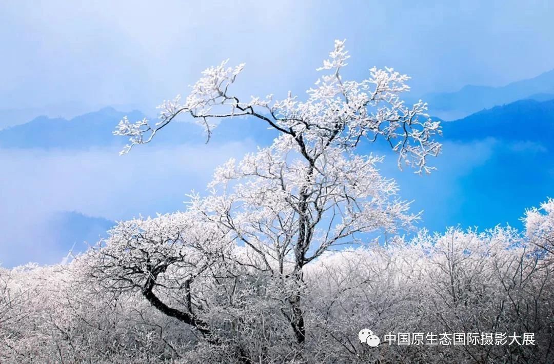冬做底，雾做媒，一“吻”成晶！